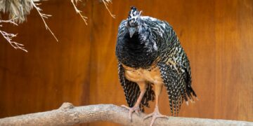 El Parque de la Biodiversidad trabaja en cuatro proyectos de especies en peligro de extinción El Parque de la Biodiversidad trabaja en cuatro proyectos de especies en peligro de extinción