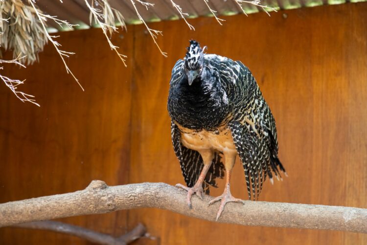El Parque de la Biodiversidad trabaja en cuatro proyectos de especies en peligro de extinción El Parque ha criado y trasladado hasta el momento cinco moitúes que ya se encuentran en proceso de rehabilitación para su liberación.