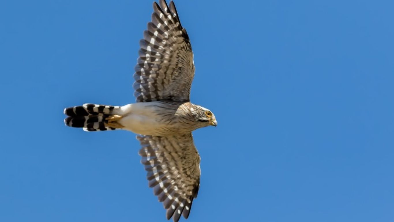 Aves Argentinas sumó 47.600 hectáreas en Córdoba para ampliar la conservación ambiental