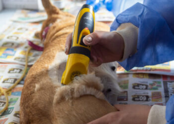 Desde el lunes, y por un mes, estará presente en CPC Villa El Libertador.