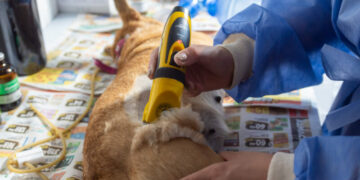 El Móvil Municipal de Castraciones recorrerá los CPC de la ciudad: cómo sacar turno Desde el lunes, y por un mes, estará presente en CPC Villa El Libertador.