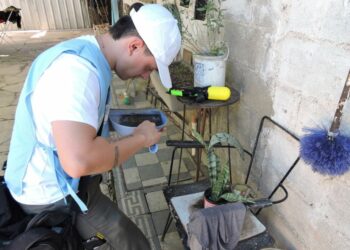 El objetivo es evaluar la presencia de criaderos y de larvas de Aedes aegypti.
