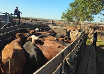 Investigan un caso de estafa con ganado en Córdoba