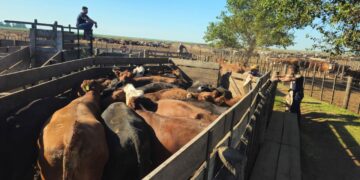 Investigan un caso de estafa con ganado en Córdoba