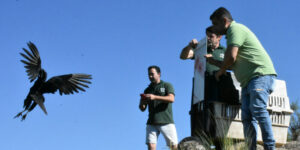 La liberación se realizó en Colanchanga con participación de la Municipalidad y Policía Ambiental.