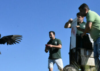 La liberación se realizó en Colanchanga con participación de la Municipalidad y Policía Ambiental.