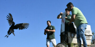 Liberaron once aves rescatadas del tráfico ilegal La liberación se realizó en Colanchanga con participación de la Municipalidad y Policía Ambiental.