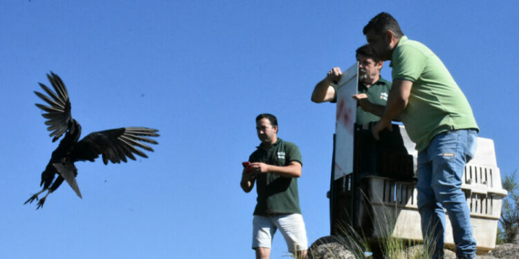 La liberación se realizó en Colanchanga con participación de la Municipalidad y Policía Ambiental.