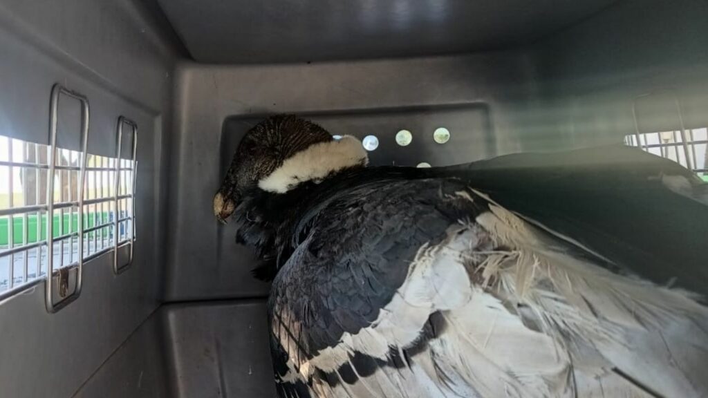 Un ejemplar de cóndor andino fue rescatado en las últimas horas en la zona rural de Achiras