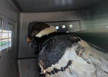 Un ejemplar de cóndor andino fue rescatado en las últimas horas en la zona rural de Achiras