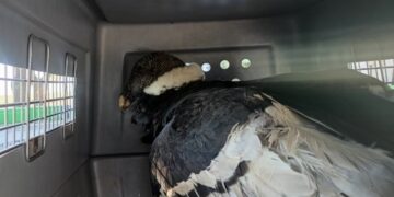 Un ejemplar de cóndor andino fue rescatado en las últimas horas en la zona rural de Achiras