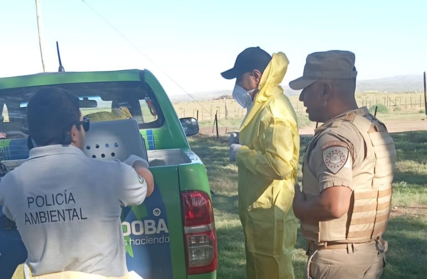 El cóndor andino es una especie emblemática de la fauna sudamericana y se encuentra protegida por normativa ambiental.