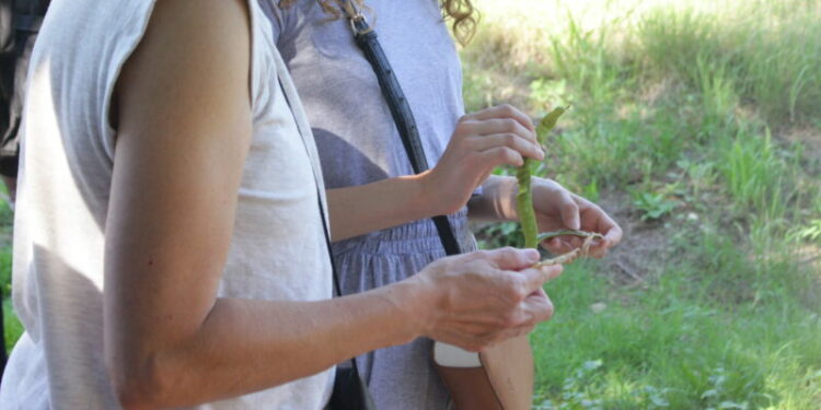 Caminatas de recolección de semillas nativas en la Reserva San Martín Una vez transcurrida la primera caminata, el mismo sitio quedará habilitado para la segunda fecha.