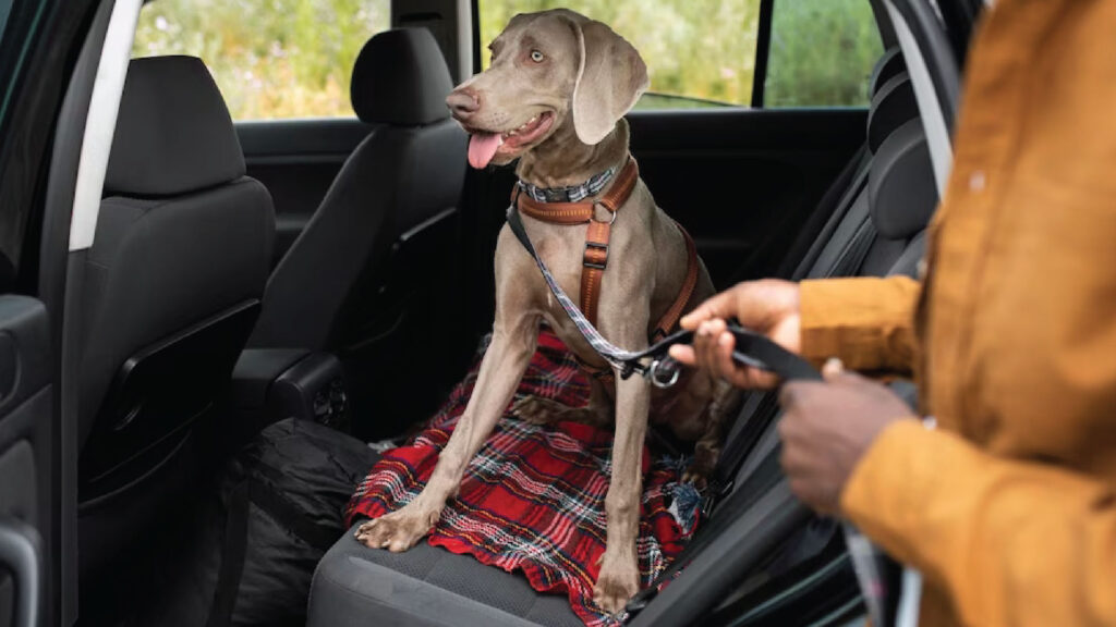 Viajar con mascotas en verano: qué tener en cuenta en rutas y transporte Mascotas