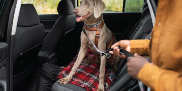 Viajar con mascotas en verano: qué tener en cuenta en rutas y transporte Mascotas