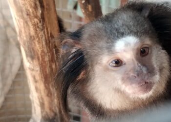 Policía Ambiental rescató dos monos tití pincel negro y 14 aves silvestres