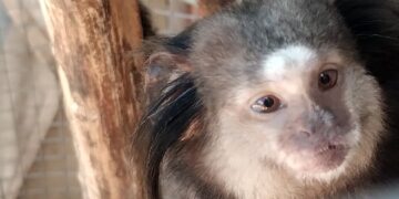 Policía Ambiental rescató dos monos tití pincel negro y 14 aves silvestres
