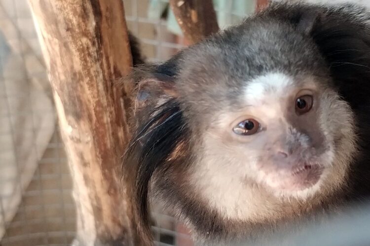Policía Ambiental rescató dos monos tití pincel negro y 14 aves silvestres Entre los animales rescatados se encontraban dos monos tití pincel negro, una especie exótica originaria de Brasil que no habita de manera natural en Argentina.