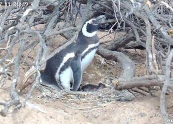 Transmisión en vivo desde la Isla Tova.