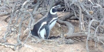 Transmisión en vivo desde la Isla Tova.