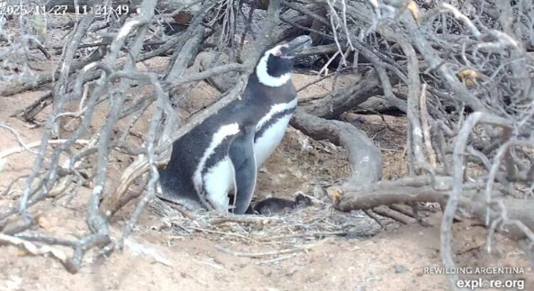 El Conicet realiza un nuevo streaming, esta vez con pingüinos en Chubut Transmisión en vivo desde la Isla Tova.