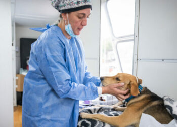 Castraciones gratuitas: habilitan turnos en el CPC Ruta 20 desde este jueves