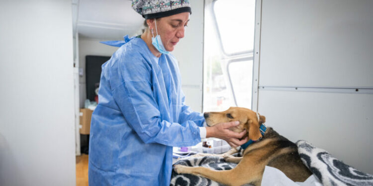 Castraciones gratuitas: habilitan turnos en el CPC Ruta 20 desde este jueves El quirófano móvil del Ente BioCórdoba llega a la zona oeste para ampliar el acceso a castraciones gratuitas de perros y gatos en la ciudad.