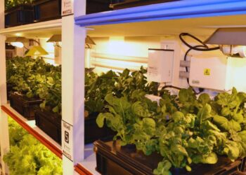 Científicos brasileños lograron cultivar verduras en la Antártida a 60 grados bajo cero