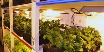 Científicos brasileños lograron cultivar verduras en la Antártida a 60 grados bajo cero