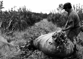 Productores yerbateros de Misiones. Foto: Agrofy News.