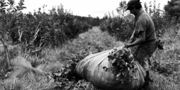 Exportaciones de yerba mate marcaron récord en 2025 mientras se profundiza la crisis del productor Productores yerbateros de Misiones. Foto: Agrofy News.