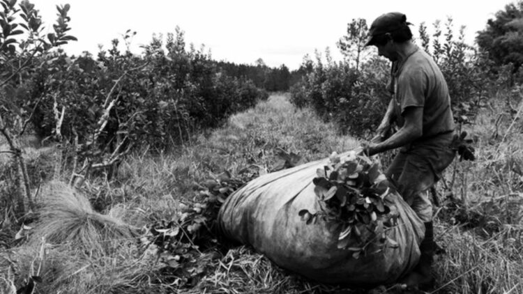 Productores yerbateros de Misiones. Foto: Agrofy News.