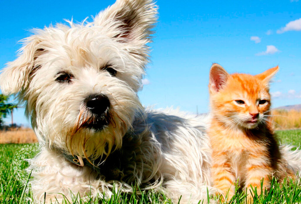 Golpe de calor en perros y gatos: señales de alerta y cómo prevenirlo