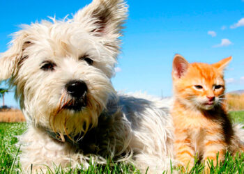 Golpe de calor en perros y gatos: señales de alerta y cómo prevenirlo