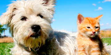 Golpe de calor en perros y gatos: señales de alerta y cómo prevenirlo