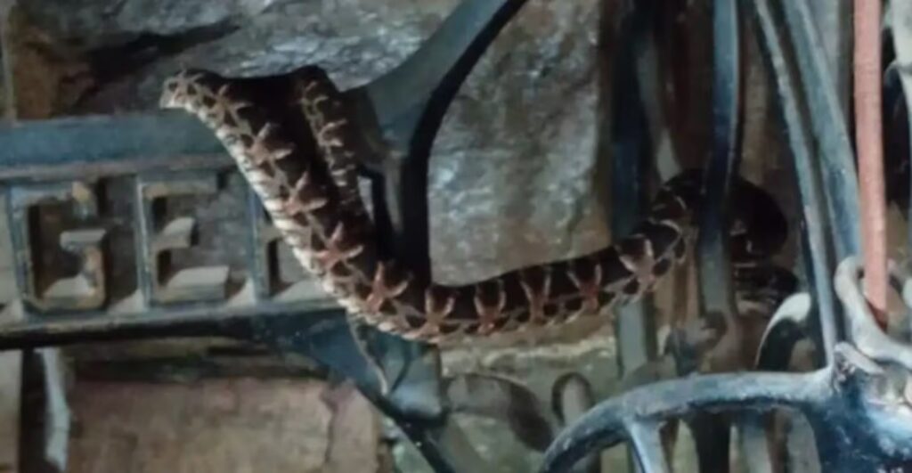 Hallaron una serpiente venenosa dentro de una máquina de coser