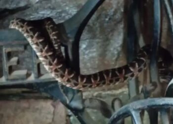 Hallaron una serpiente venenosa dentro de una máquina de coser