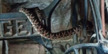 Hallaron una serpiente venenosa dentro de una máquina de coser Hallaron una serpiente venenosa dentro de una máquina de coser