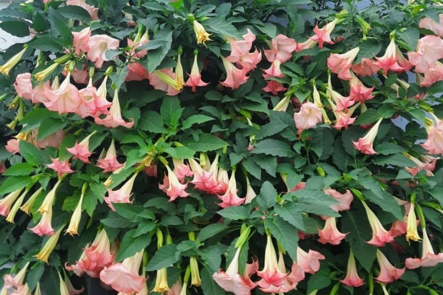 Jubilados convocan a la 96° Ronda en Plaza San Martín