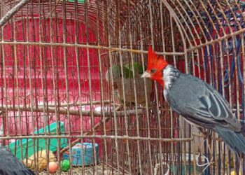 Junto al equipo de investigaciones de la Patrulla Rural, fueron recuperados animales que se encontraban privados de su libertad.