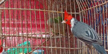 Junto al equipo de investigaciones de la Patrulla Rural, fueron recuperados animales que se encontraban privados de su libertad.