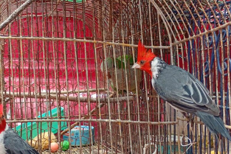 Junto al equipo de investigaciones de la Patrulla Rural, fueron recuperados animales que se encontraban privados de su libertad.