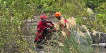 Rescatistas del DUAR aseguraron al animal mediante nado de aproximación y cuerdas.