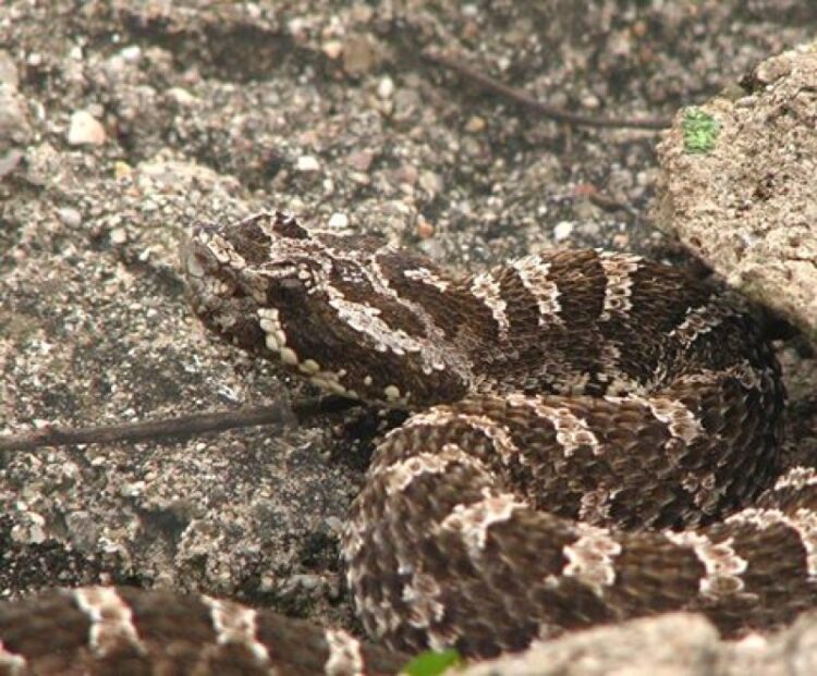 Una yarará mordió a un niño y fue trasladado al Hospital de Niños yarará