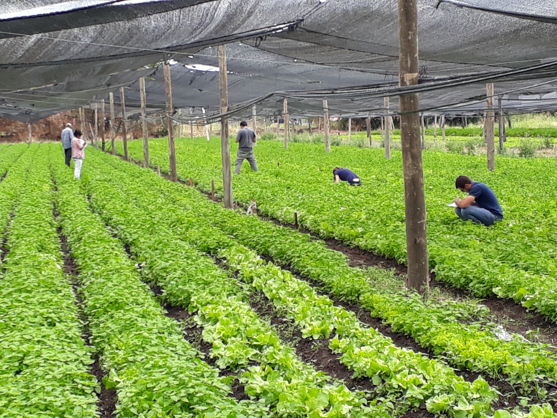 Otorgan incentivos a productores frutihortícolas Otorgan incentivos a productores frutihortícolas