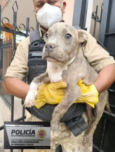 En un operativo, secuestraron armas, drogas y perros