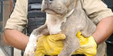 En un operativo, secuestraron armas, drogas y perros