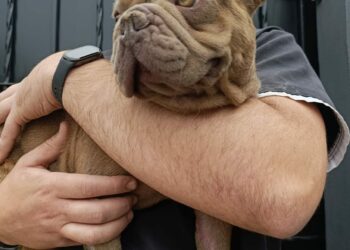 En un operativo, secuestraron armas, drogas y perros