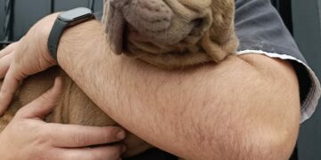 En un operativo, secuestraron armas, drogas y perros