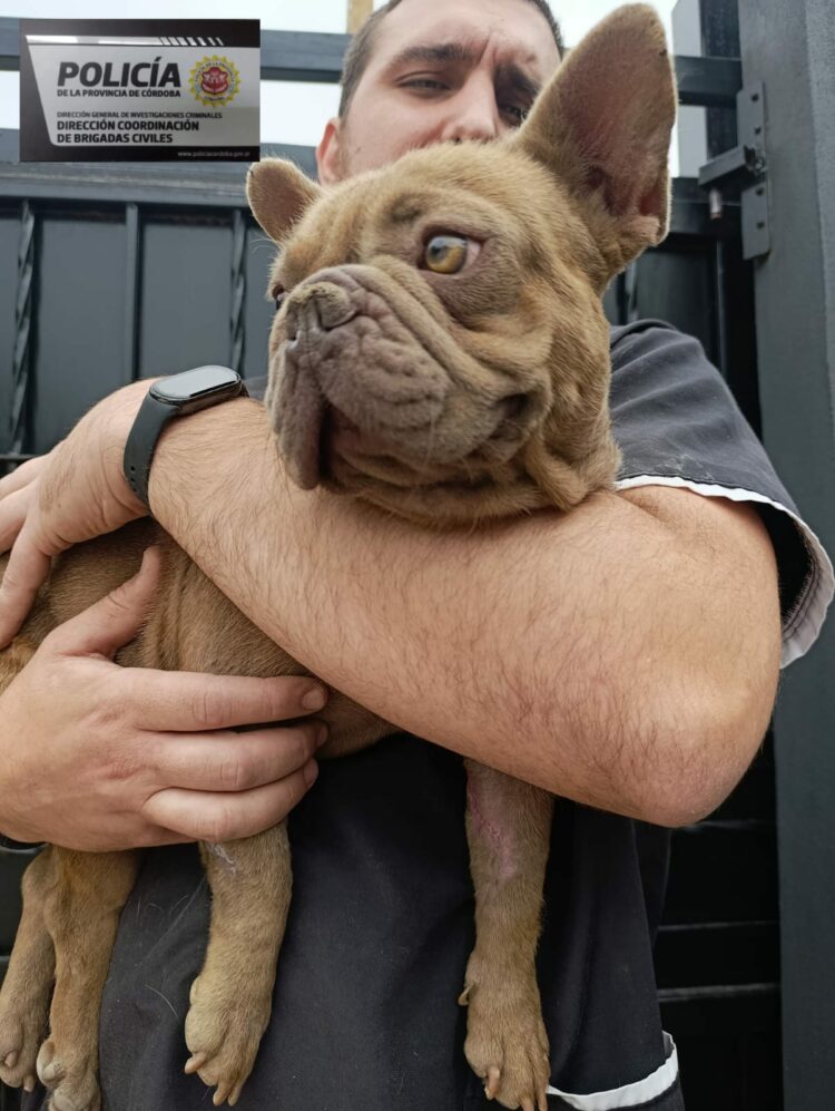Según la investigación, los perros eran comercializados a través de redes sociales.